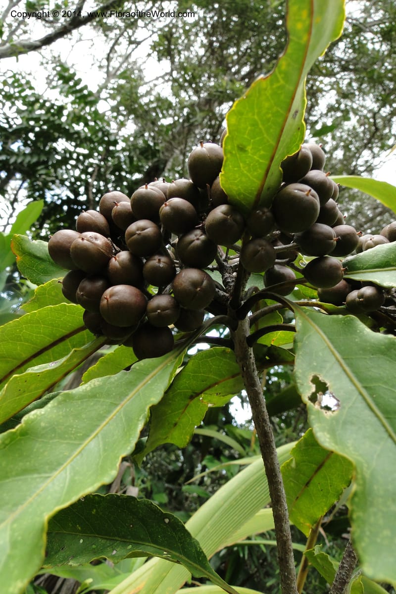 Pittosporum, J. Munzinger 6590--New Caledonia. Mine St. Louis Boulinda. 18 Feb 2011. 070 (2).jpg