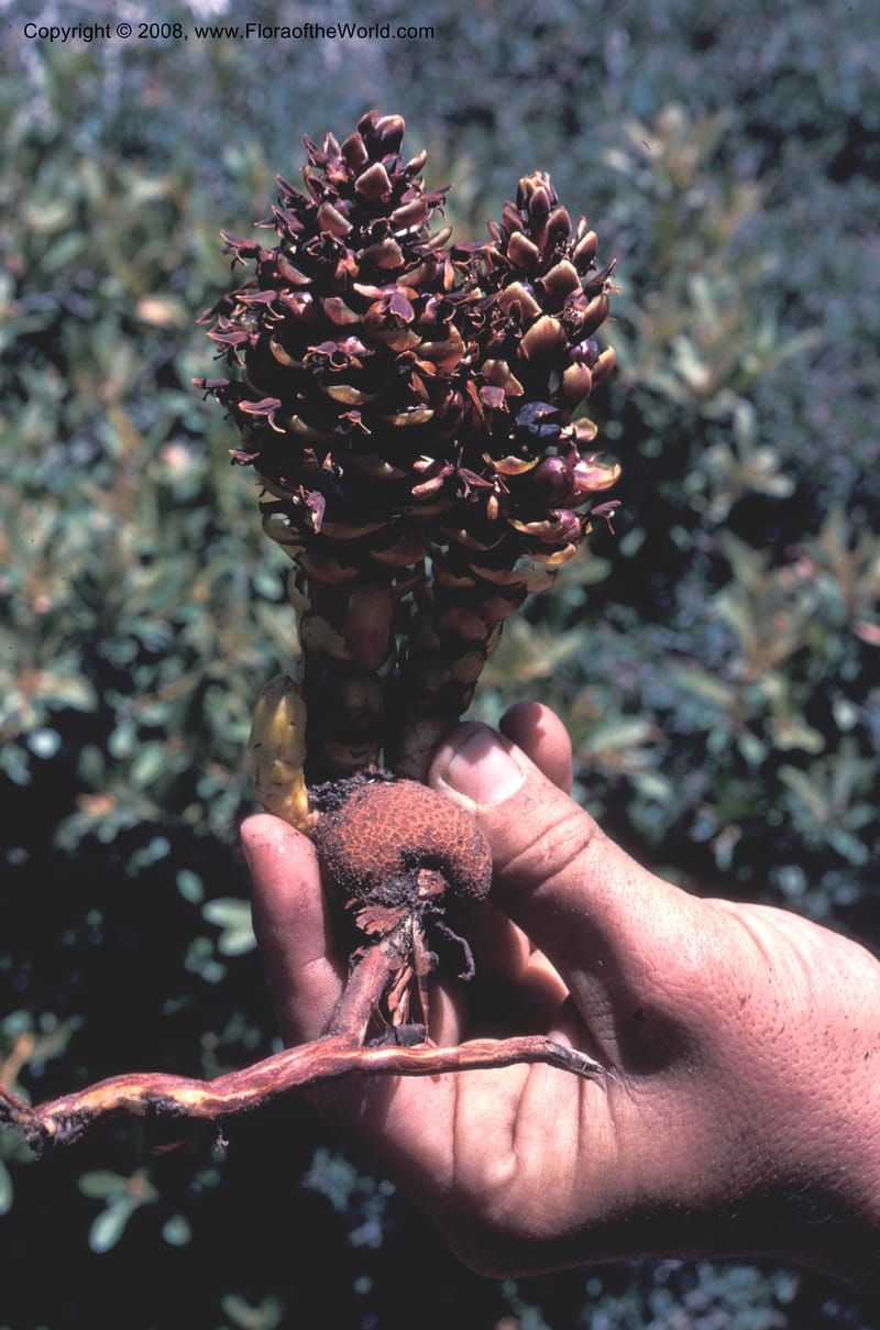 Boschniakia strobilacea, Thorne13001sl--CA. S. Bern. Co. S. Bernardino Mts. San Gorgonio Wildern. 21 Jul 77. 002.jpg
