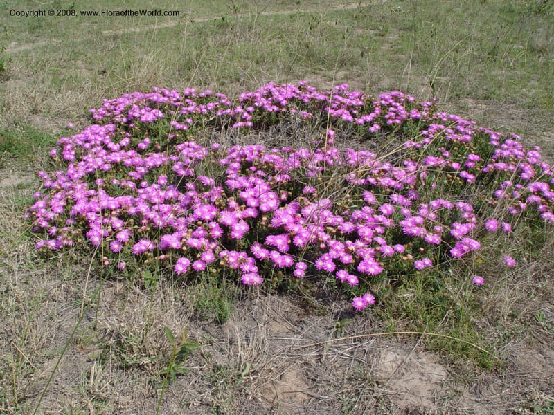 Lampranthus--So. Africa. Zululand.  Rd Hluhluwe to False Bay.  30 Sep 03. 011.jpg