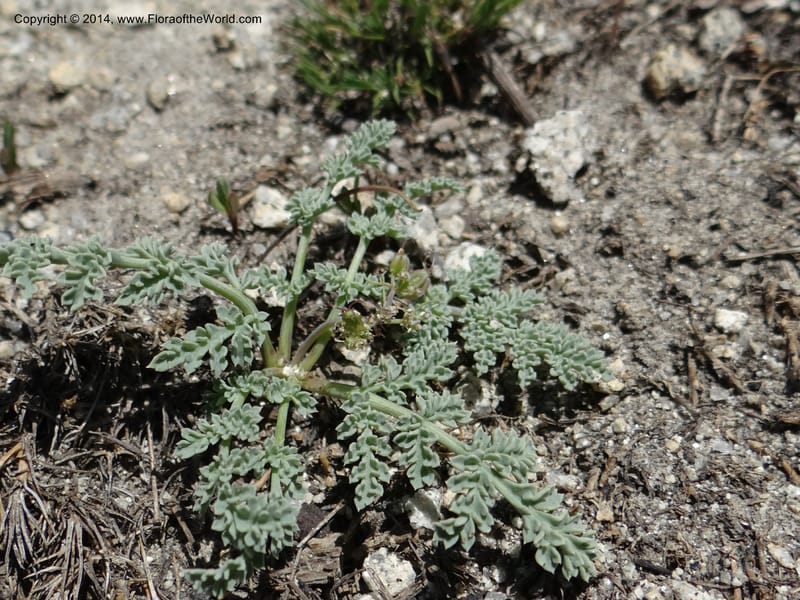 Cymopterus glaucus, Davidson, C 12196--ID. Boise Co. Scott Mtn. Lookout Road. 18 Jun 2013. DSC06609 (123).JPG