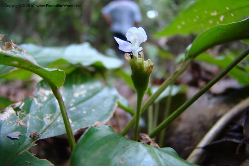 Calathea, R. Vasquez 34624--Peru. Loreto. Dist. Nauta. Pac. Samiria. Rio Yanayacu. 7 Nov 08. 259 (2).jpg