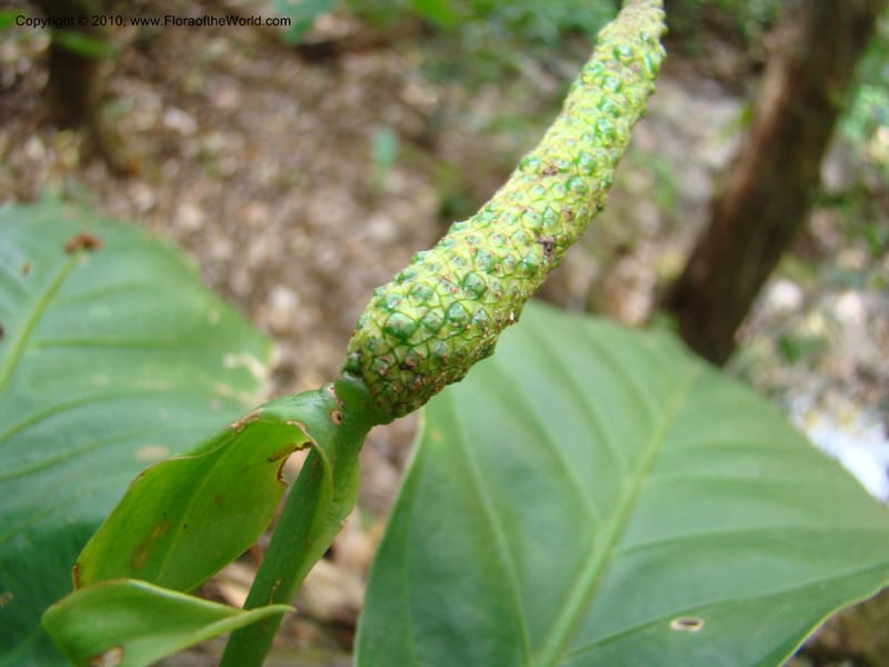 Anthurium acutifolium, B. Hammel 24632--Costa Rica. Puntar. rd betw Atenas and Orotina. 10 Apr 08. 043 (5).jpg