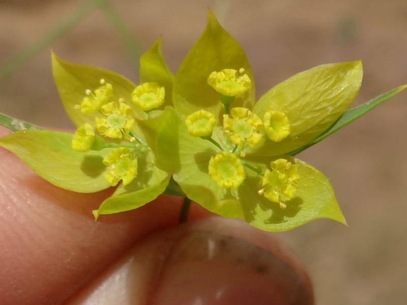 Bupleurum--Kurdistan. Tawailla. Stop 3. 22 May 2013. DSC04827 (13).JPG
