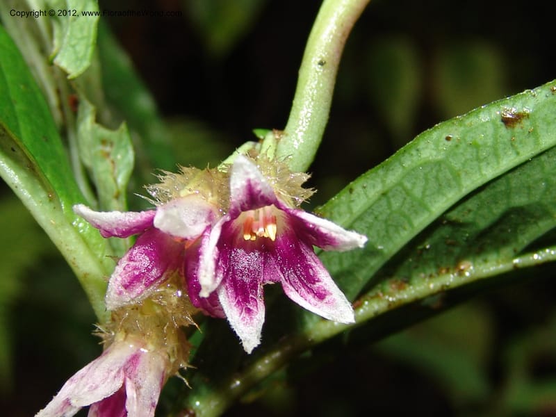 Cuatresia, Croat 95769--Ecuador. Maquipucuna Biol. Res. Send. del Rio. 13 Mar 06. 110 (8).jpg