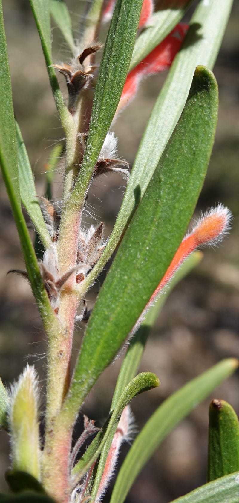 Adenanthos barbiger, Davidson, C 13472--Australia. W.A. Albany Hwy, odom 33.5. 28 Oct 2016. DSC05957 (41).JPG