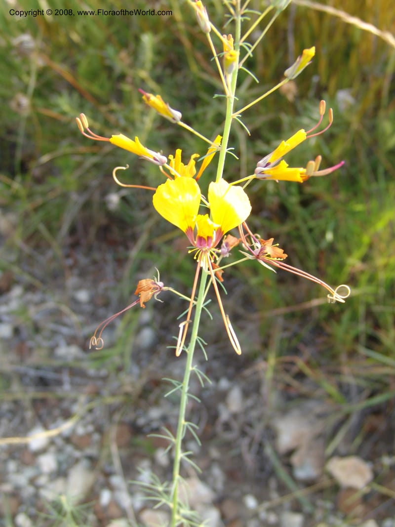 Cleome angustifolia--So.Africa. Mpumal. R577 N of Lydenburg. 16 Mch 05. 143.jpg