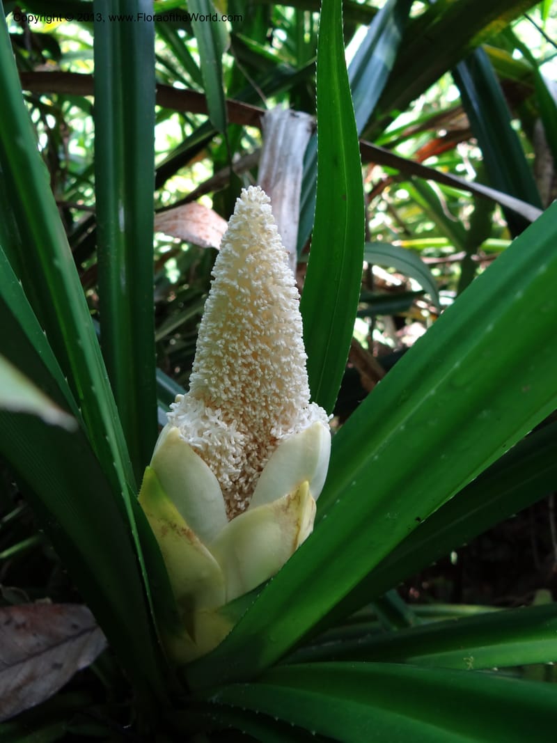 Pandanus fusinus, Callmander 1007--Sarawak. Gunong Fairy. 27 Mar 2012. DSC05550 (2).JPG