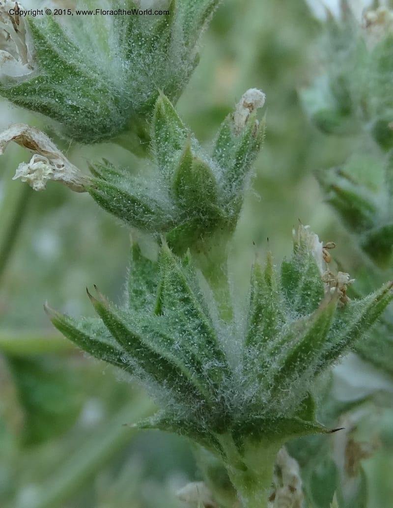 Salvia aethiopis, Davidson, C 12603--ID. Idaho Co. Goff Bridge on Hwy 95 N of Riggins. 16 Jul 2014. DSC00481 (101).JPG