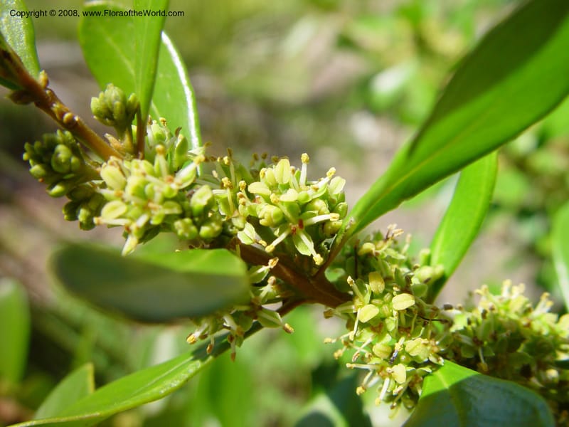 Buxus vahlii--FL. Fairchild Trop. Gard. 8 Apr 03. 237.jpg