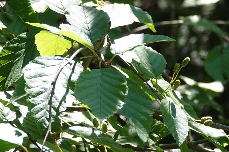 Alnus viridis subsp. fruticosa, C. Davidson 13827--ID. Shoshone Co. Hobo Cedar Grove. 9 Jul 2018. DSC06256 (161).JPG