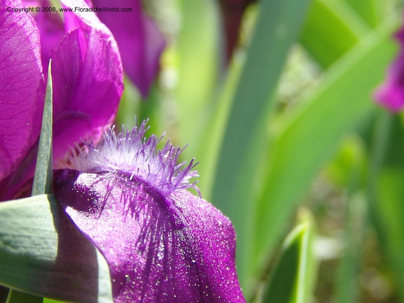 Iris hungarica--Georgia. 0.5 km N of Bakuriani. 8  Jun 05. 012.jpg