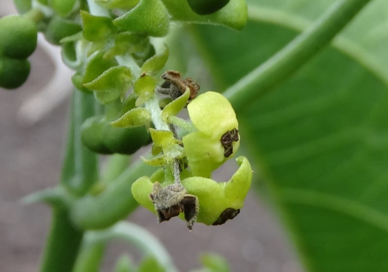 Megistostigma cordata, Davidson, C 12936--Sabah. Ruyu Oil Palm Pl. 29 Mar 2015. DSC01510 (18).JPG