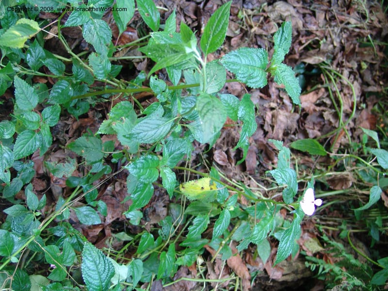 Impatiens--Kenya. Kakamega Forest. Rondo Retreat Ctr. 8 Jul 04. 049.jpg