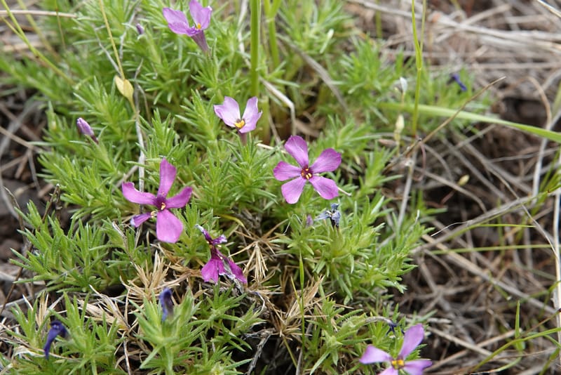 Phlox condensata, C. Davidson 13762--Oregon. Wallowa Co. Zumwalt.Trail Cr. Rd. 4 Jun 2018. DSC04078 (511).JPG