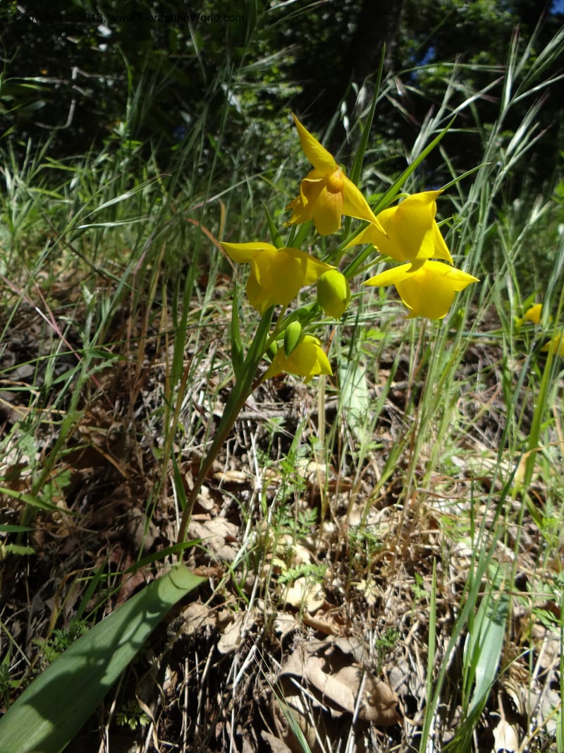 Calochortus amabilis, Davidson, C 12123--Calif. Napa Co. Hwy 128. 16 Apr 2013. DSC03072 (47).JPG