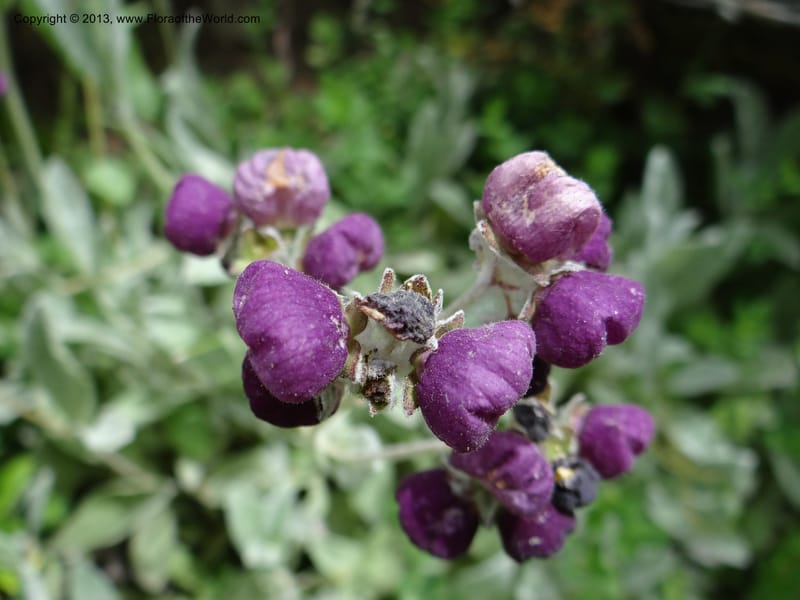 Calceolaria arachnoidea, WDS 34214--Chile. Cta 115. 11.5 km W of La Laguna. 22 Feb 2013. DSC02736 (93).JPG
