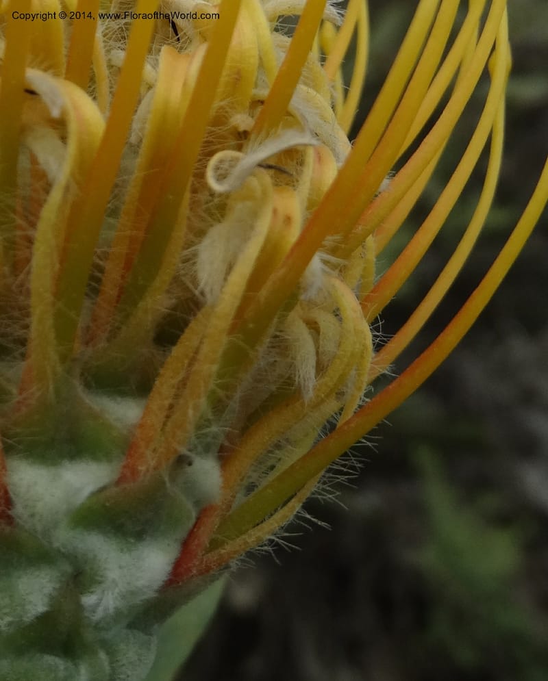Leucospermum, Davidson, C 12268--South Africa. Western Cape. S of Swartberg Pass. 19 Jan 2014. DSC00691 (19).JPG