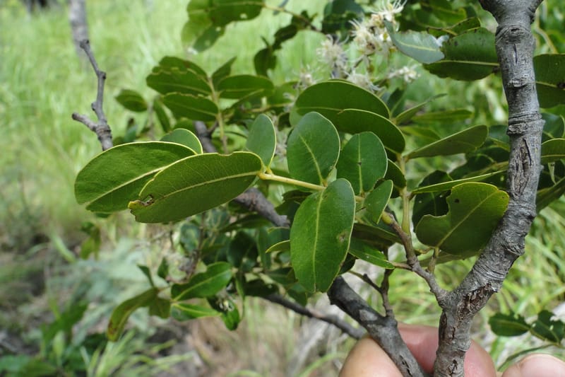 Copaifera langsdorfii, W. D. Stevens 31246--Paraguay. Edo. Concepcion. Esta. Garay Cue. 20 Mar 2011. 187 (20).jpg