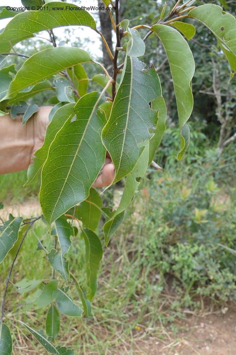 Terminalia, W. D. Stevens 31213--Paraguay. Edo. Concepcion. Garay Cue. 19 Mar 2011. 163 (11).jpg