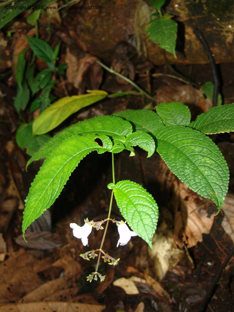 Monopyle, Croat 96416--Ecuador. Prov. Pichincha. Pacto-Pto. Quito Rd.. 25 Mar 06. 499 (5).jpg