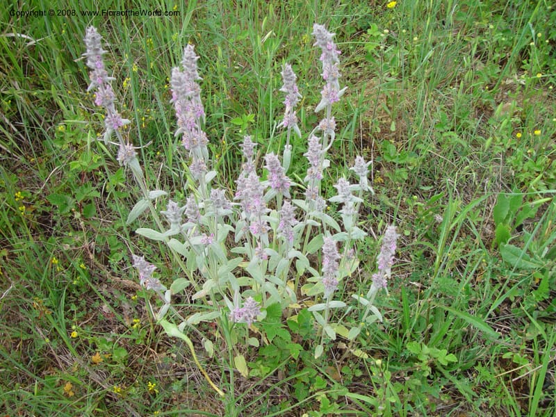 Stachys salviifolia--Italy. Tuscany. Ris. Nat. Basso Merse. 20 May 03. 072.jpg