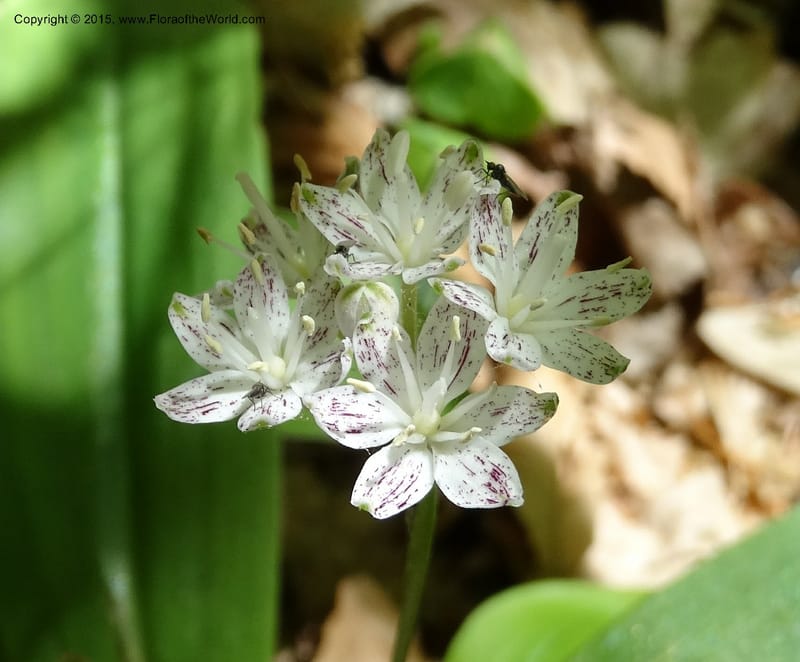 Clintonia umbellulata, Davidson, C 12988--North Carolina. Clay Co. Perry Gap Rd, Barnard's Cr. 13 May 2015. DSC04860 (250).JPG