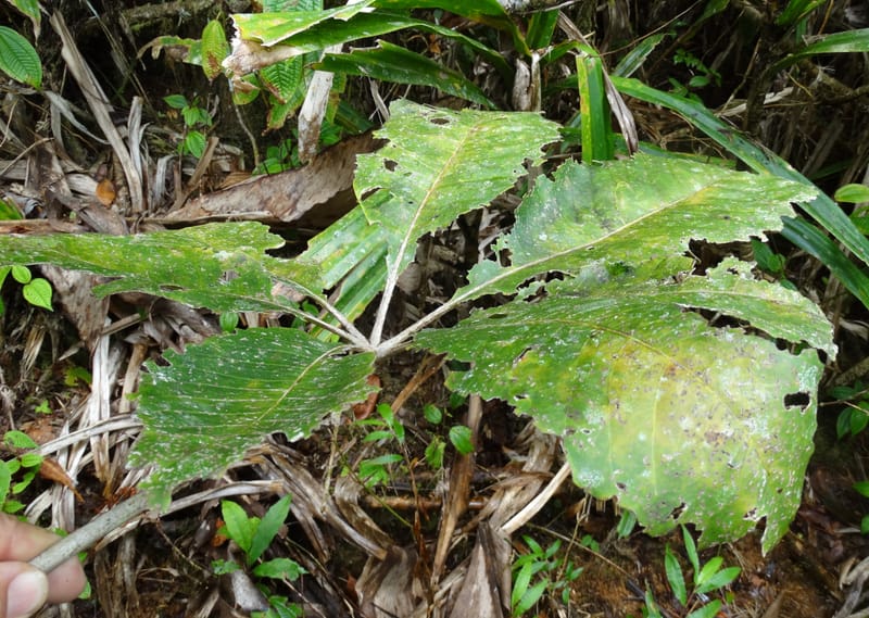 Plerandra insolita, Plunkett, G 3186--Fiji. Waisali Rainf. Reserve. 4 Nov 2015. DSC08848 (237).JPG
