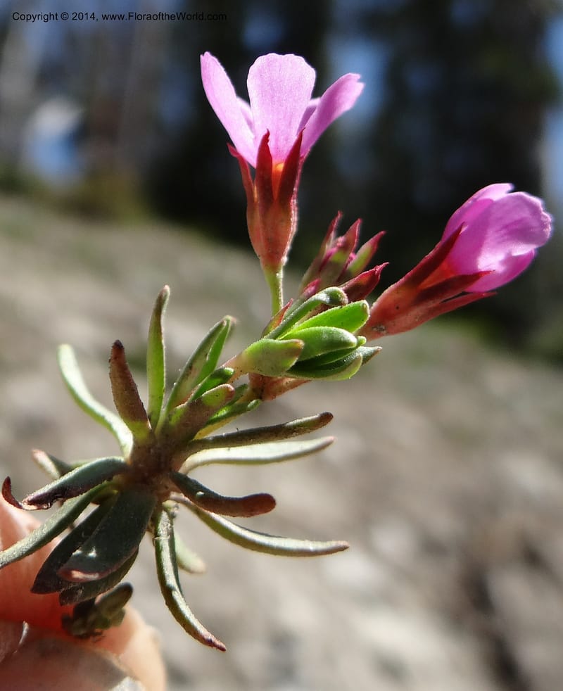 Douglasia, Davidson, C 12194--ID. Boise Co. Scott Mtn. Lookout Road. 18 Jun 2013. DSC06609 (76).JPG