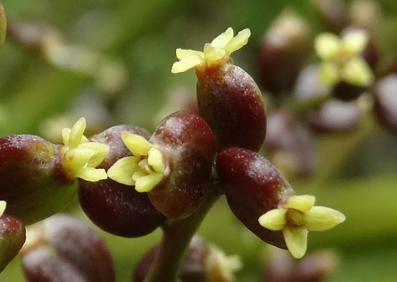 Polyscias joskei, Plunkett, C 3177--Fiji. Delaikoro Mtn. 3 Nov 2015. DSC08393 (49).JPG