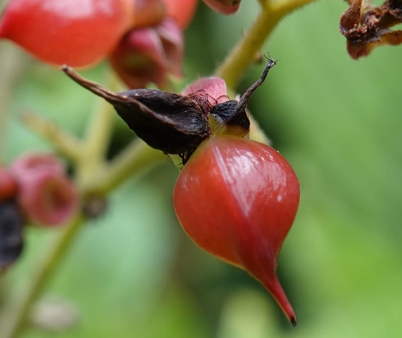 Tetracera, C. Davidson 13922--Gabon. Rd betw Kinguele and Makaban. 30 Oct 2018. DSC00492 (99).JPG