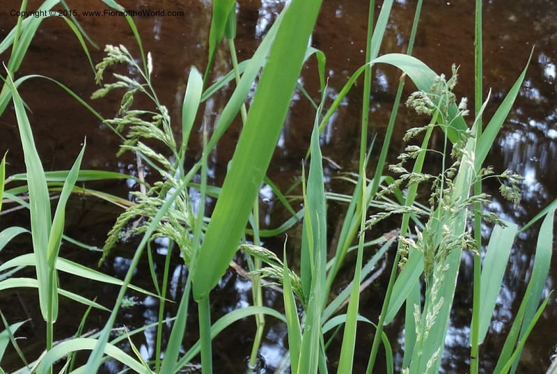 Torreyochloa pallida var. pauciflora, Davidson, C 12609--Idaho. Valley Co. Payette Lake. Sylvan Cr. 20 Jul 2014. DSC00669 (43).JPG