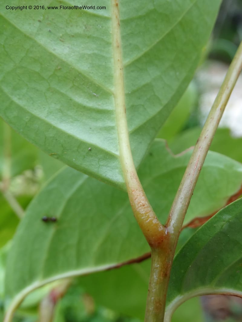 Lepisanthes fruticosa, Buerki, S 361--Sabah. Ulu Senagang. 9 Oct 2014. DSC03434 (55).JPG