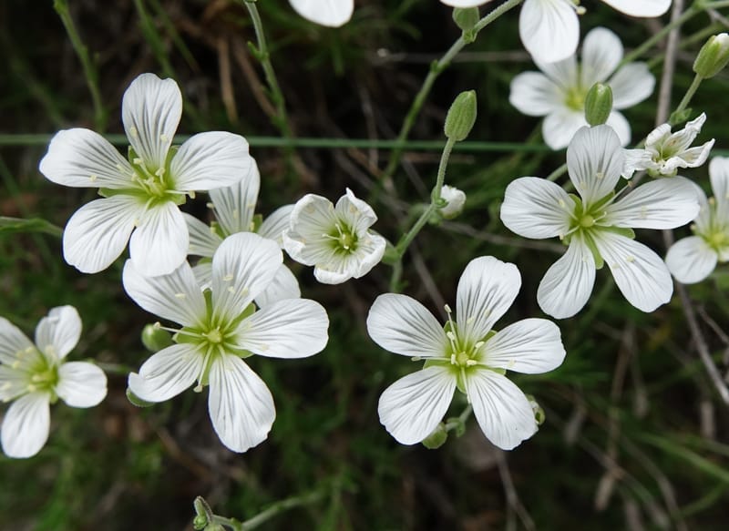 Minuartia laricifolia, Callmander, M 1295-- Switzerland. Hwy 9 to Simplon. Ganterbrucke. 2 Jul 2016. DSC08156 (202).JPG
