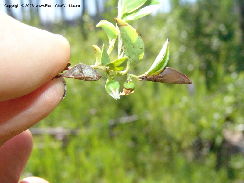 Gaultheria humifusa, CDavidson10954--ID. Valley Co. Warren Wagon Rd  jct with Bear Pete Rd. 9 Jul 06. 058.jpg