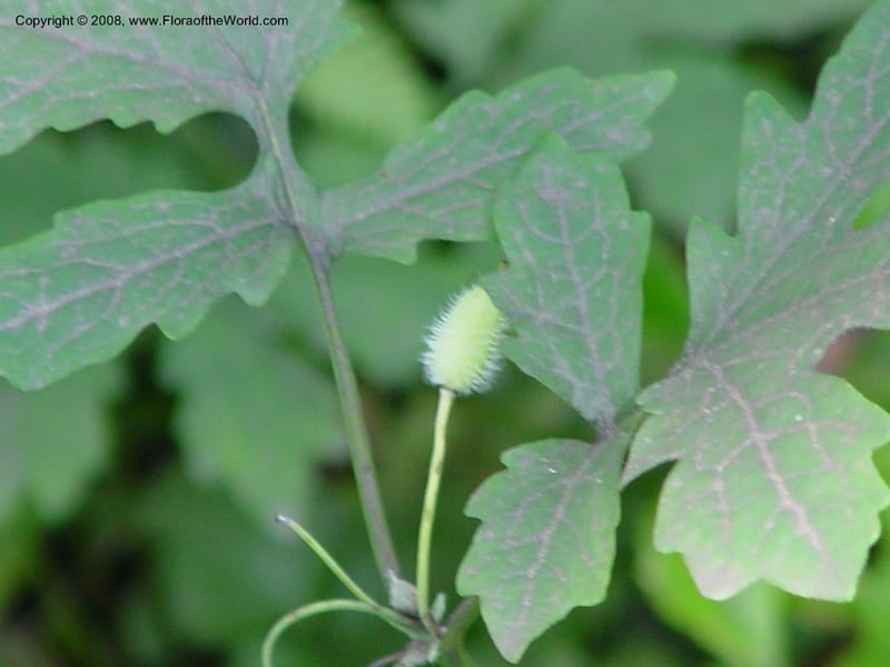 Stylophorum diphyllum--DE. Mt. Cuba Center. 24 Jun 03. 017.jpg