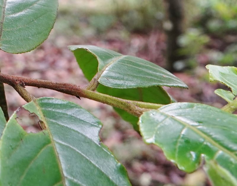 Horsfieldia prainii, D. Boufford 44155--China. Yunnan. Bam Po village. 5 May 2018. DSC02406 (94).JPG