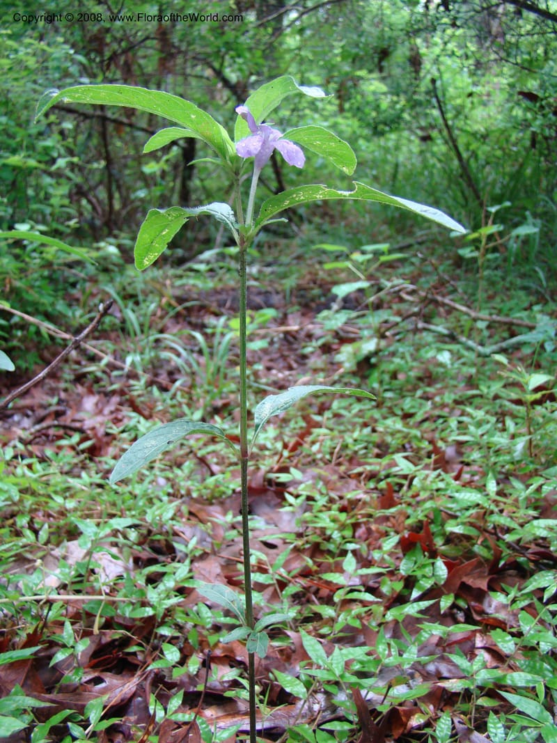 Ruellia caroliniensis--TX. Harris Co. Armand Bayou Nat. Ctr. 26 Apr 08. 049.jpg