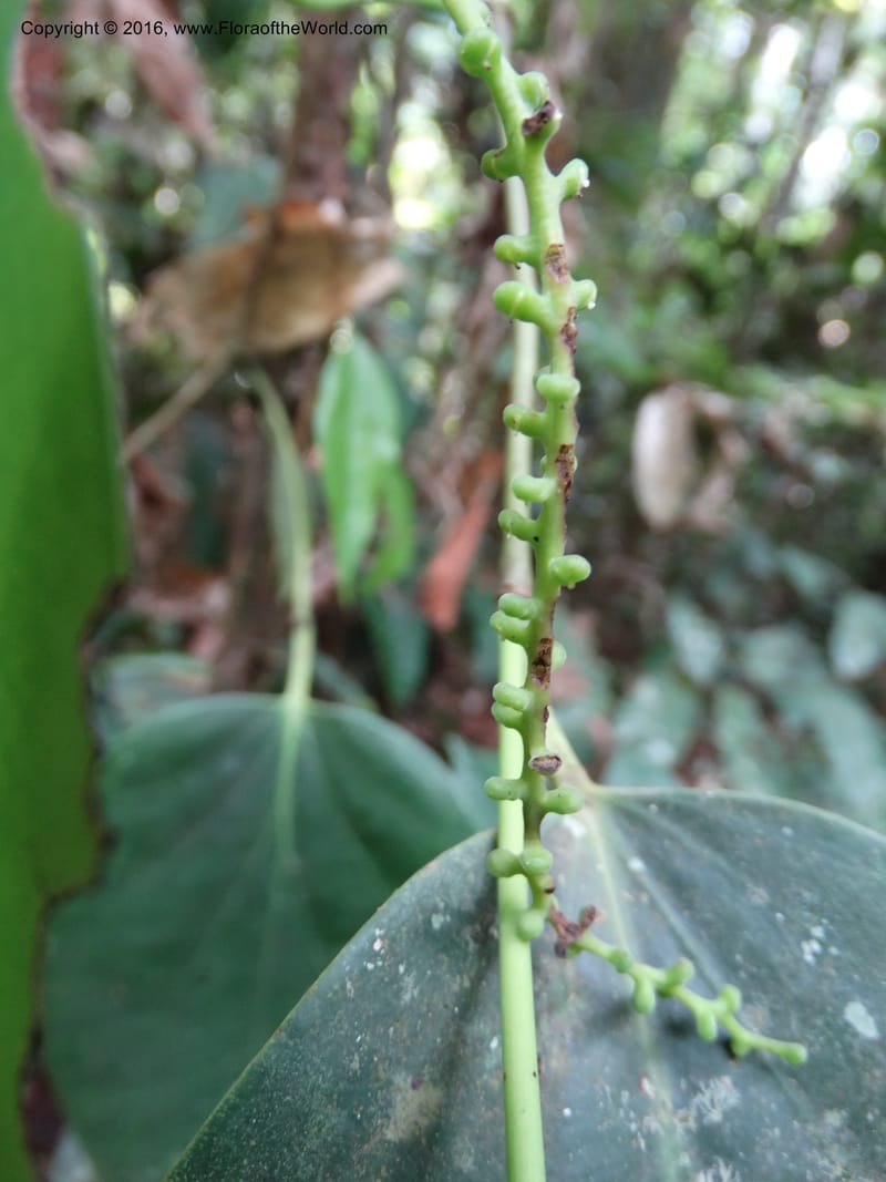 Piper, Davidson, C 12675--Sabah. Danum Valley. 4 Oct 2014. DSC01741 (222).JPG