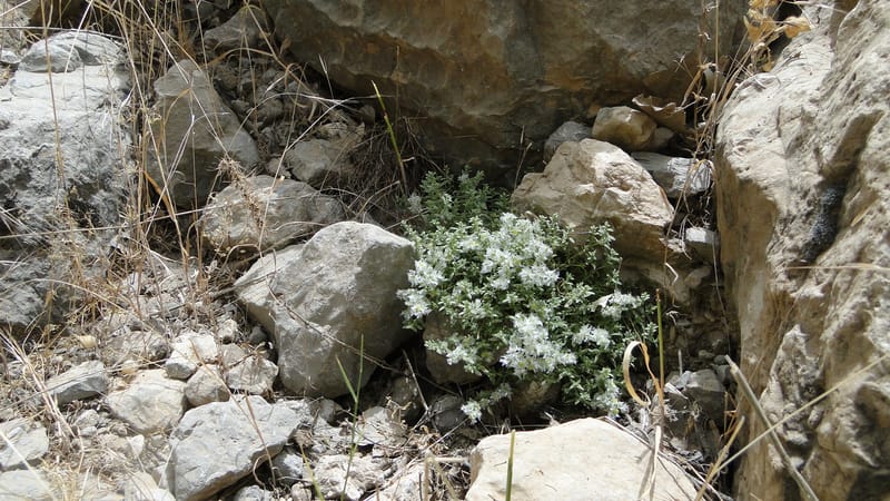 Paronychia kurdica, A. G. Miller 120.6--Iraq. Kurdistan. Shakh-i Pira Magun. 9 June 2010. 265 (21).jpg