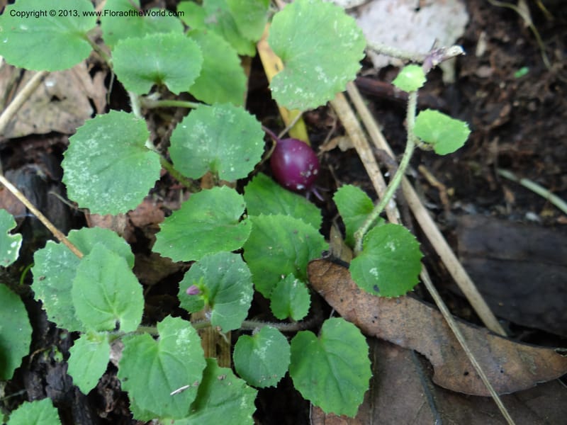 Pratia nummularia, VC 5481--Thailand. Chiang Mai Prov. Doi Suthep Pui Nat. Park. 7 Nov 2012. DSC07362 (202).JPG