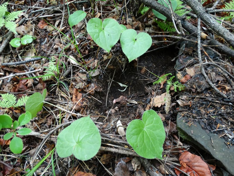 Asarum, Boufford, D 43xxx--China. Sichuan. LiXian. MiYaLuo. 9 May 2014. DSC04513 (261).JPG