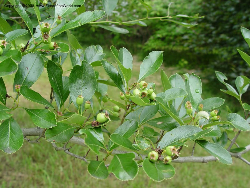 Crataegus crus-galli, 159-87-B--MA. Arnold Arboretum. 30 Jun 03. 001.jpg