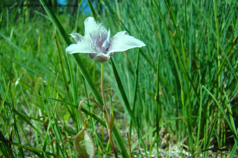 Calochortus elegans, C. Davidson 11376--Idaho. Idaho Co. Salmon River. Polly Bemis Ranch. 27 May 2009. 015.jpg