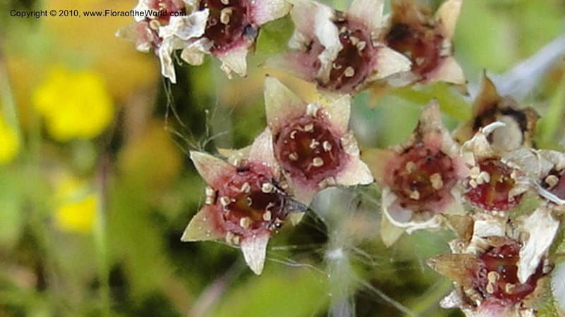 Suksdorfia ranunculifolia, B. Ertter 19978--Idaho. Valley County. 1 July 2010. 085 (11).jpg