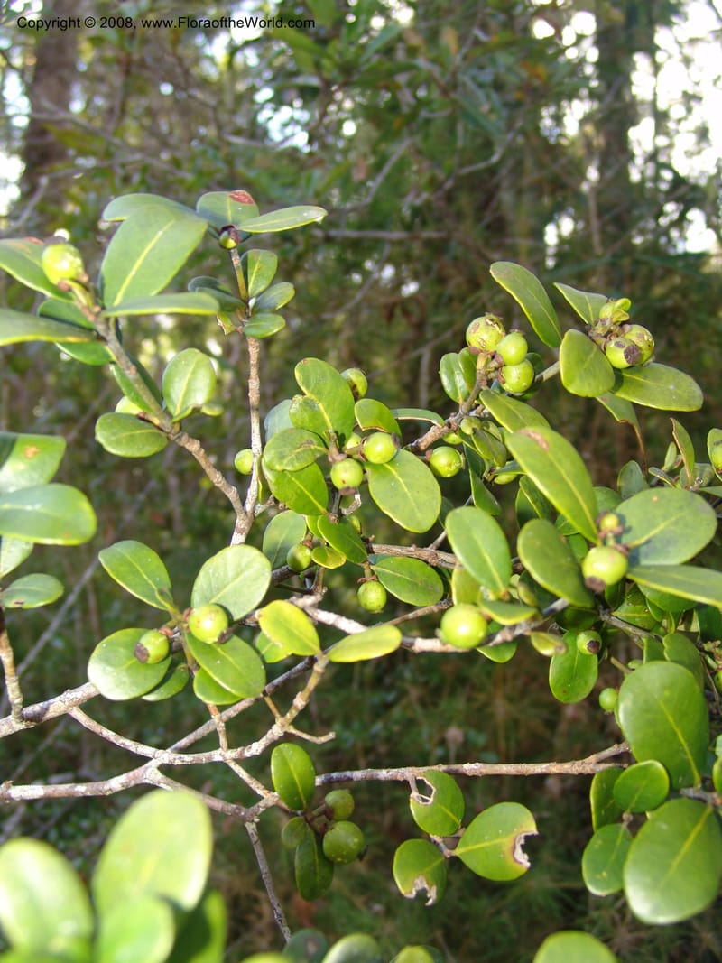 Garcinia, ZRogers1204--Madag. Anjozorobe, Aire Protegee, E Antsahabe. 17 Nov 06. 290.jpg
