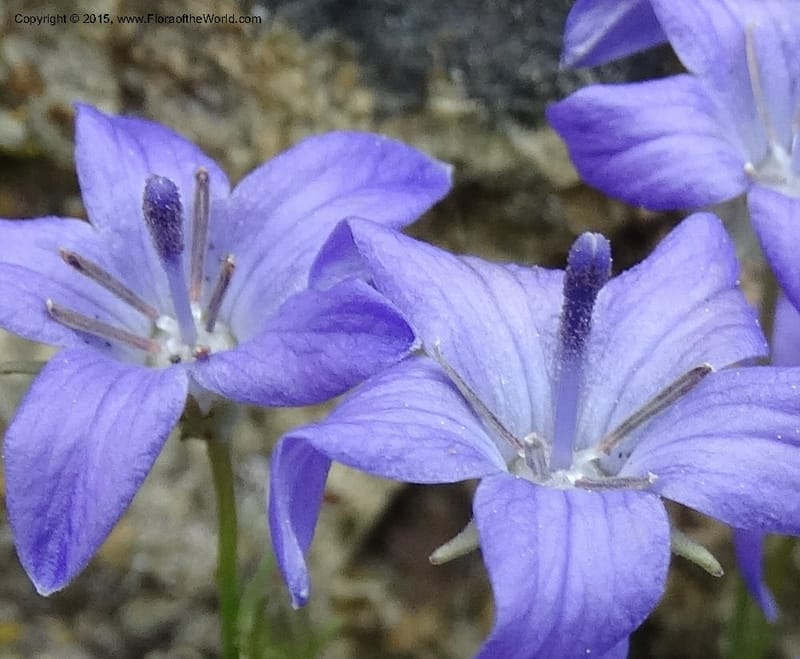 Campanula, Davidson, C 12592B--ID. Idaho Co. Seven Devils Camp Ground. 15 Jul 2014. DSC00113 (169).JPG