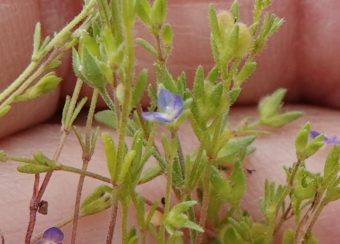 Veronica arvensis, C. Davidson 13751--Oregon. Wallowa Co. Zumwalt.Trail Cr. Rd. 4 Jun 2018. DSC04078 (68).JPG