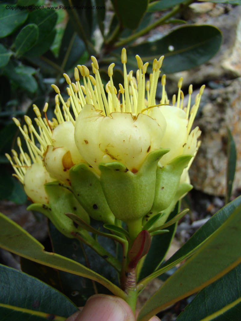 Xanthostemon, JMunzinger4732--New Caledonia. Poum Mine. 13 Nov 07. 030.jpg