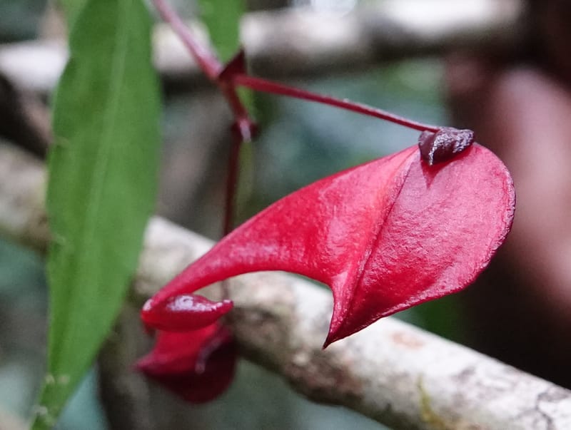 Impatiens, C. Davidson 13908--Gabon. M de C. Sent. Andok. 28 Oct 2018. DSC09339 (270).JPG