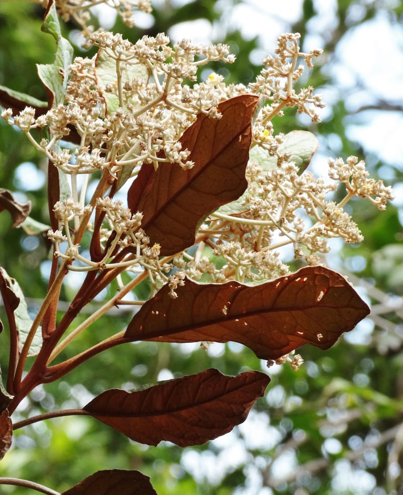 Argophyllum, Lowry, P 7423--New Caledonia. PinPin. 20 Nov 2015. DSC03938 (41).JPG